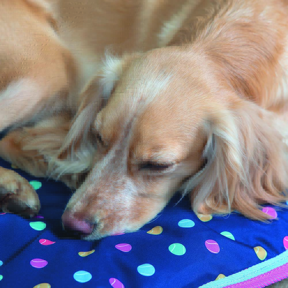Shires Digby Fox Waterproof Dog Bed 80x100cm